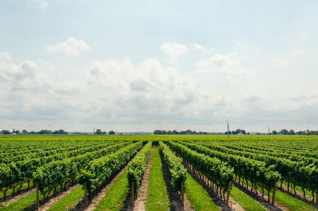 image of vineyard